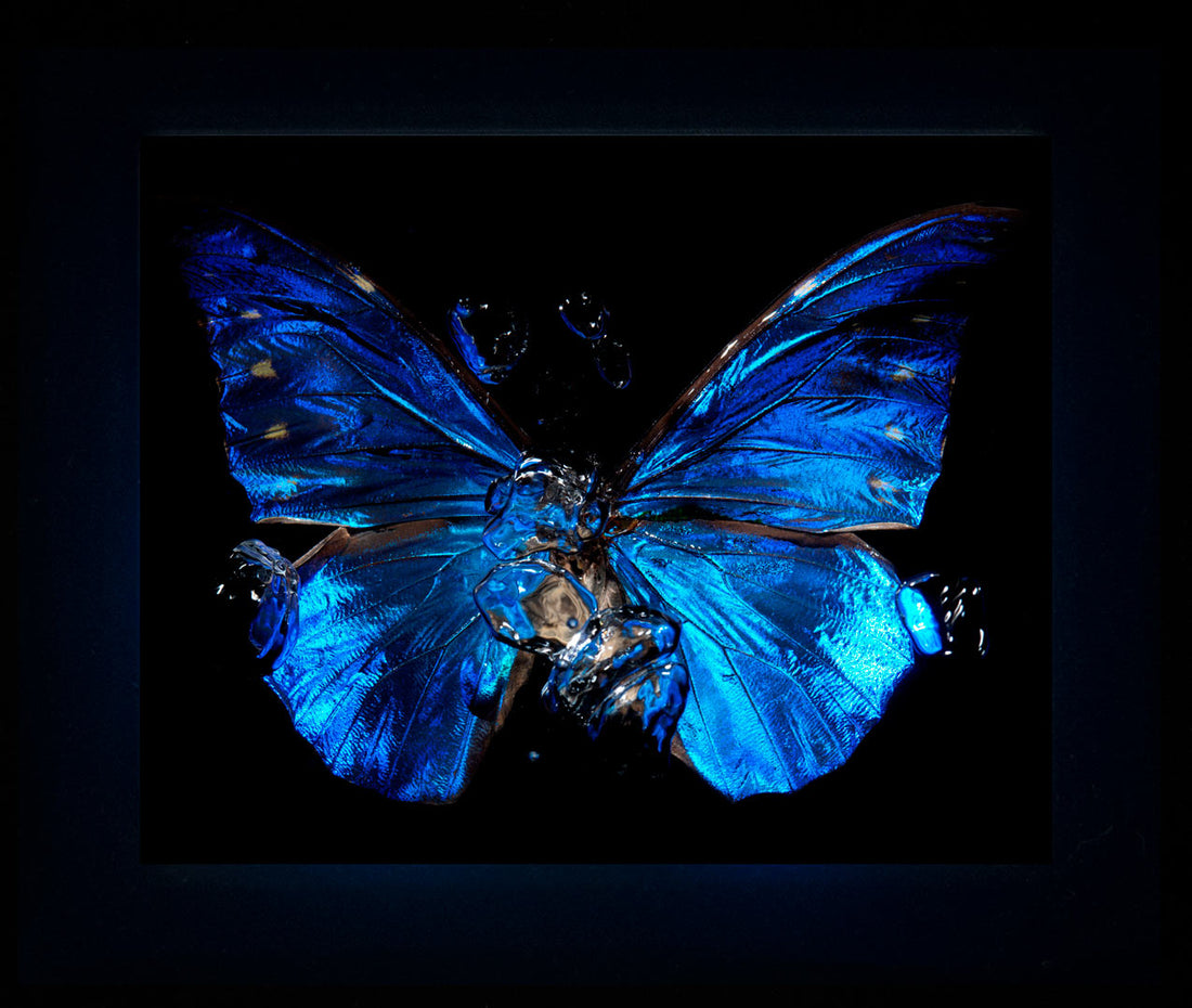 Transparency of a dream illuminated blue Morpho butterfly artworks released