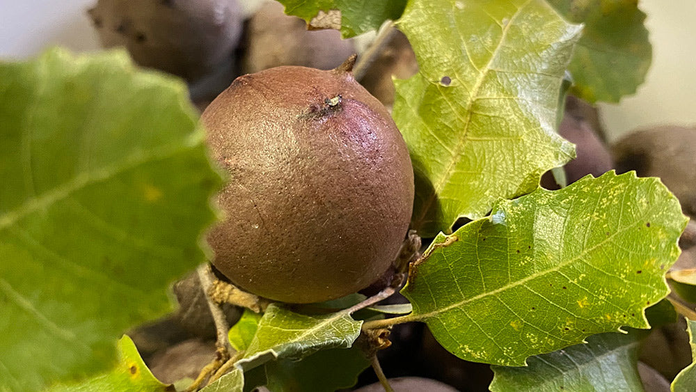 Using nature's palette & the art of black fabric dye using oak galls