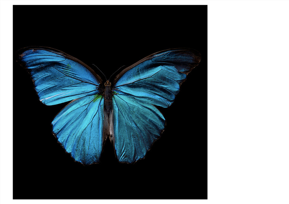 Morpho Amathonte 0334 - Limited Edition Print   - €495 | Shop now & buy direct from the artists studio - Distil Ennui ™ est.1990.