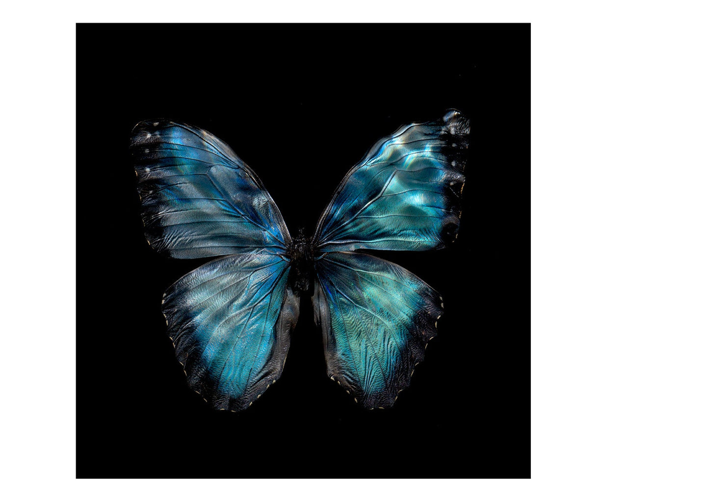 Morpho Peleides 0990 - Limited Edition Print   - €295 | Shop now & buy direct from the artists studio - Distil Ennui ™ est.1990.