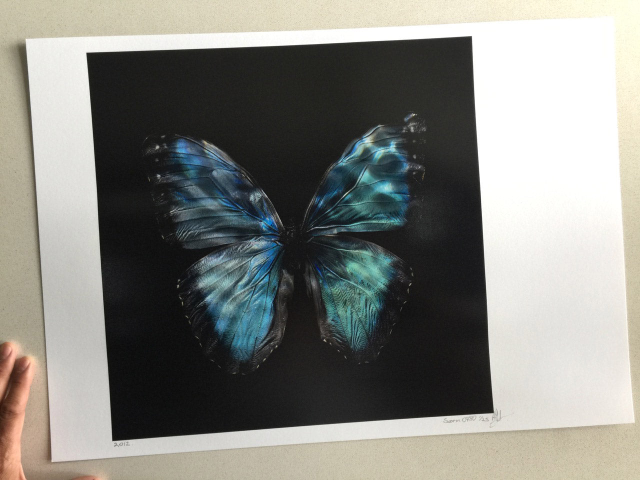 Morpho Peleides 0990 - Limited Edition Print   - €295 | Shop now & buy direct from the artists studio - Distil Ennui ™ est.1990.