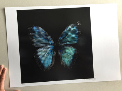 Morpho Peleides 0990 - Limited Edition Print   - €295 | Shop now & buy direct from the artists studio - Distil Ennui ™ est.1990.