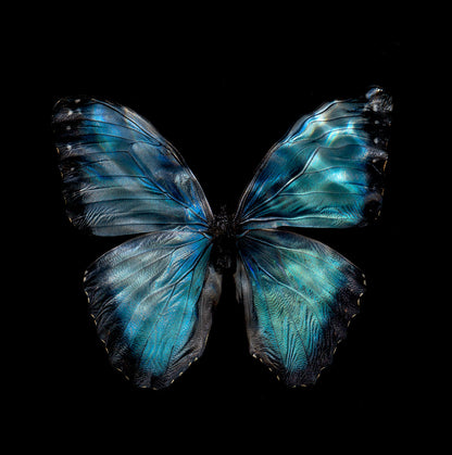 Morpho Peleides 0990 - Limited Edition Print   - €295 | Shop now & buy direct from the artists studio - Distil Ennui ™ est.1990.